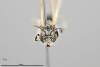 Media type: image;   Entomology 518920 Aspect: head frontal view